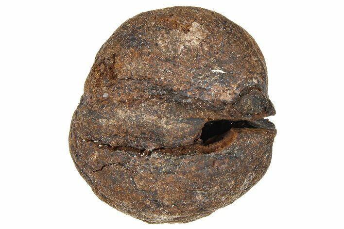 Pliocene Fossil Hickory Tree (Carya) Nut - France #365375